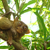 The world's smallest monkey 
- the Tarsier. On Bohol.