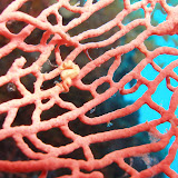 Diving off Cabilau - 
a pygmy sea horse - 
the size of a fingernail!