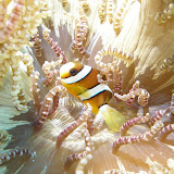 8469-Philippines-Cabilao UnderWater.JPG