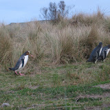 044 August 2005 New Zealand Otago Peninsula near Dunedin yellow-eyed penguin.JPG