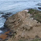 Moeraki. There is a yellow eyed 
penguin on the cliff area.