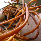 Some very cool kelp in Moeraki.