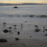 081 August 2005 New Zealand Moeraki seagulls.JPG