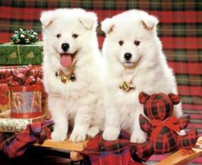 cachorros cachorros