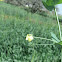 Yellow pea