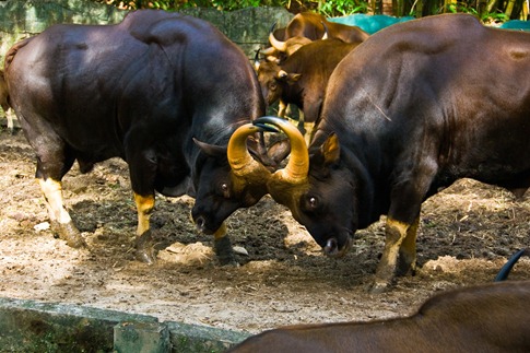 luta entre animais desbaratinando (16)