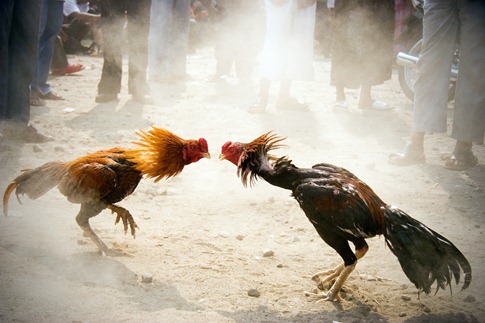 Rooster fight Rooster fight