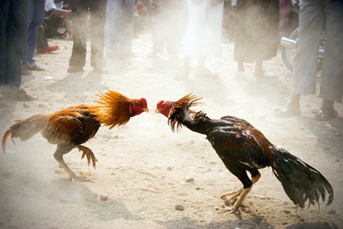 Rooster fight