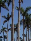[palm trees in Florida_jpg[10].jpg]