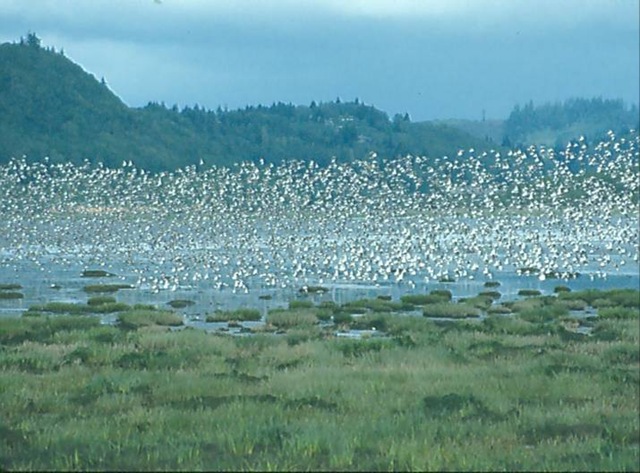 [Shorebirds in Flight at Grays Harbor NWR[4].jpg]