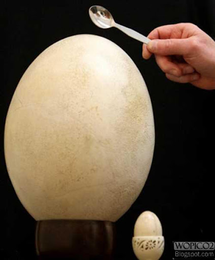 Biggest Egg