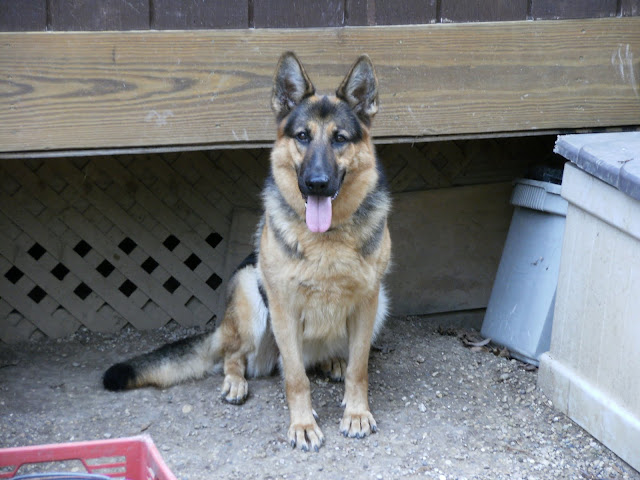 Adopting our new girl | German Shepherds Forum
