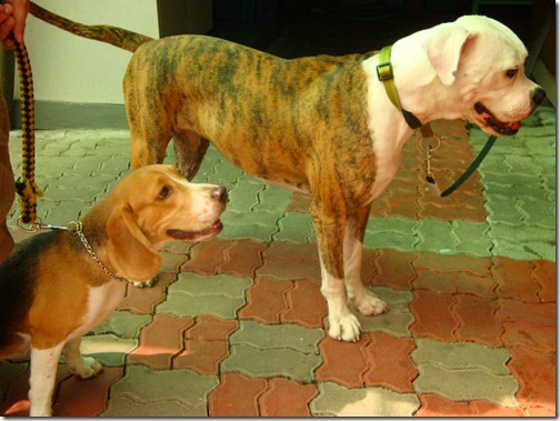 Dorothy_nd_Toto Dorothy_nd_Toto