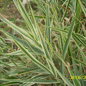 Spider plant