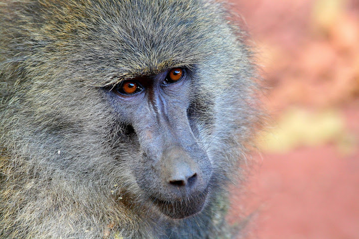 IMAGE: http://lh4.ggpht.com/_7OuW4xBZFek/SLNke_TVsuI/AAAAAAAABbQ/lQM6UxE-3ek/s720/DPP_007.JPG