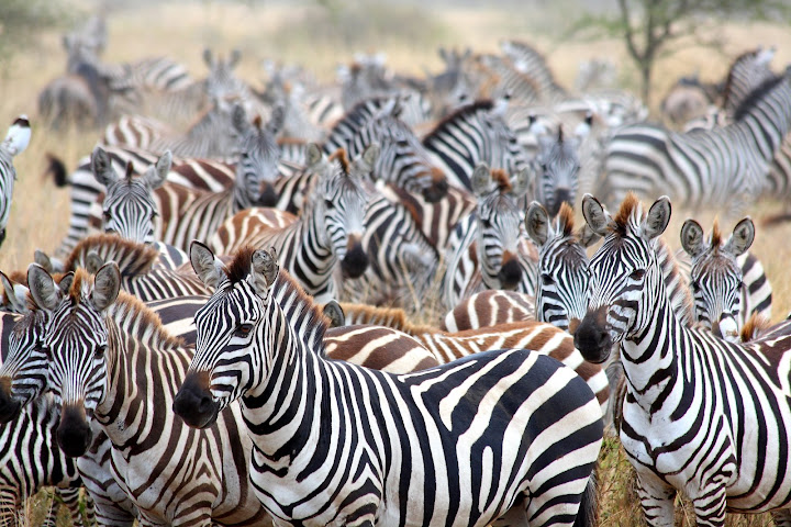 IMAGE: http://lh4.ggpht.com/_7OuW4xBZFek/SLNlm7SJabI/AAAAAAAABjM/zlozvRl1hUw/s720/DPP_005.JPG