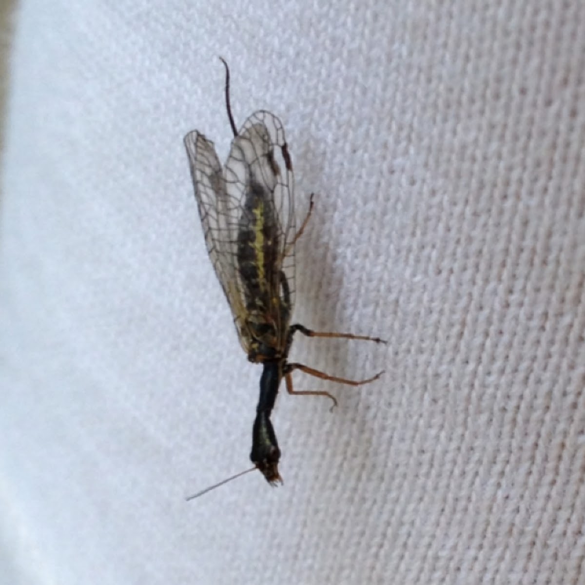 Snakefly