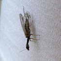 Snakefly