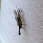 Snakefly