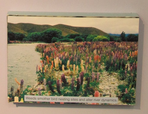 [habitat loss_invasive weed[6].jpg]