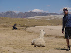 with the alpaca