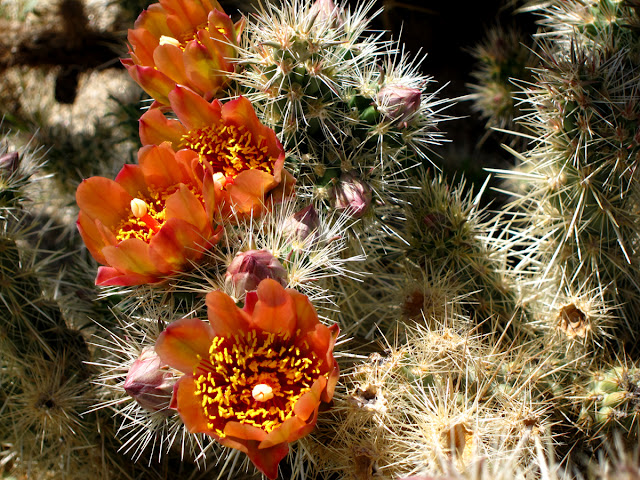 Staghorn Cholla off the trail in RockHouse Canyon - Anza Borrego