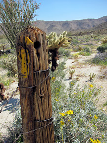 Old cattle fence post in Rockhouse Cayon - Anza Borrego