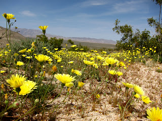 Desert Dandelions in the Anza Borrego desert Desert Dandelions in the Anza Borrego desert