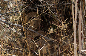 Rattlesnake in Carrizo Gorge - Anza Borrego Rattlesnake in Carrizo Gorge - Anza Borrego