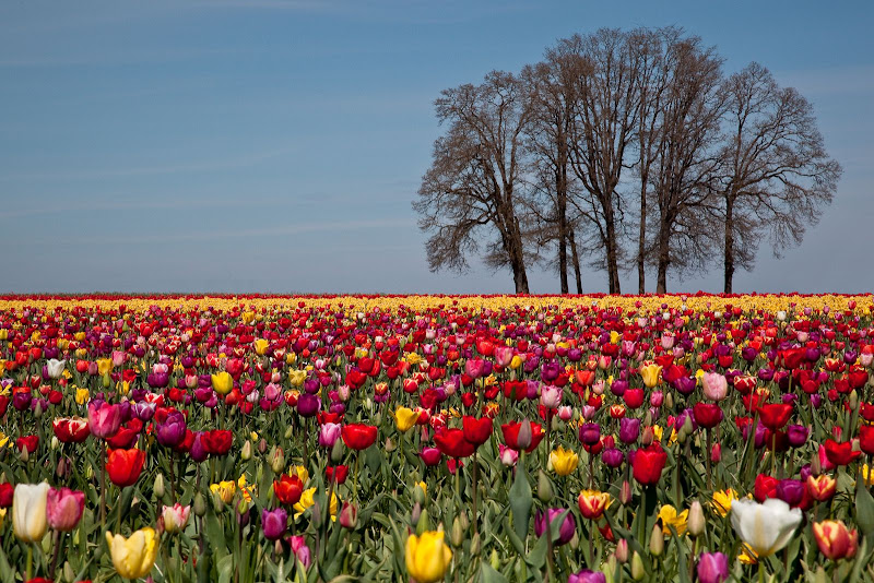 Doa ve Manzara Resimleri (5. Katalog)