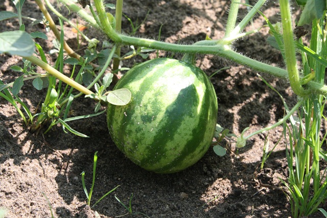[GardenandJournal0084.jpg]