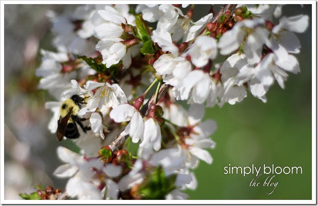 Bumble bee