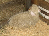 IMG_1558.JPG