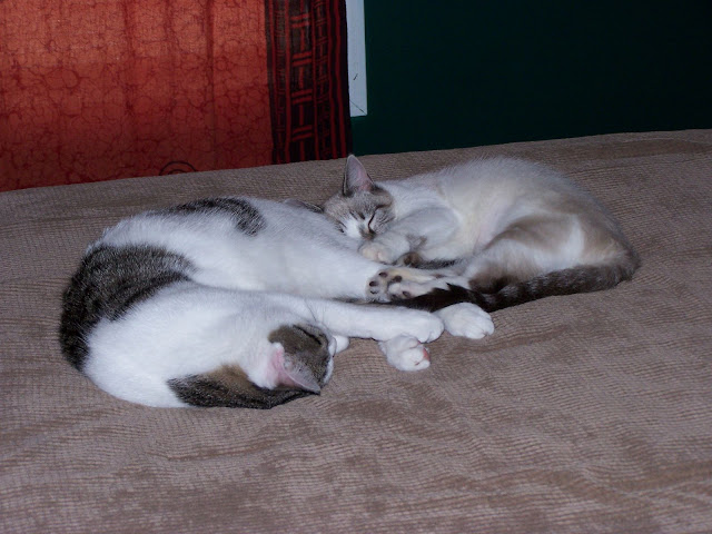 Kitteh sleepz