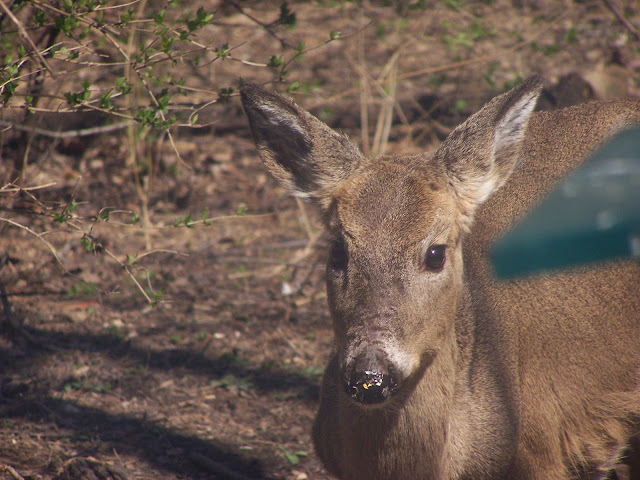 Deer