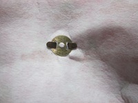 IMG_0633_thumb IMG_0633_thumb