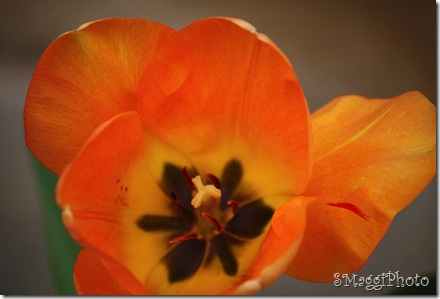 IMG_4009 IMG_4009