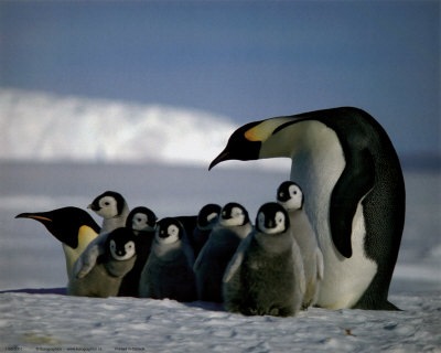 [penguin_family[3].jpg]