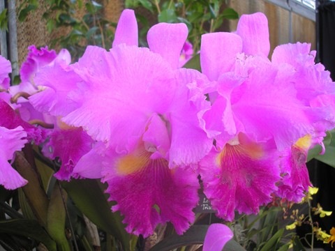 [2008 orchid show 009[6].jpg]