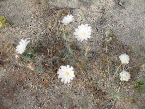 Desert Chicory