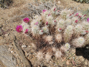 Spring softens the look of the Hedgehog cactus