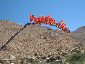 Orange Ocotillo blooms are a beautiful contrast to the blue Desert sky
