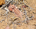 Horned Tailed Lizard - Combs Peak Anza Borrego Desert State Park