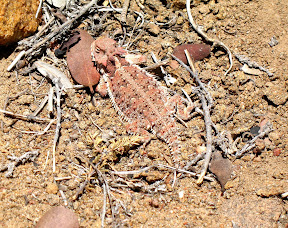 Anza Borrego - Red Horned Tailed Lizard