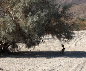 Anza Borrego - Jackrabbit in Carrizo Gorge Anza Borrego - Jackrabbit in Carrizo Gorge