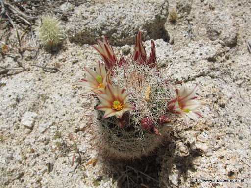 Fishhook Cactus - Anza Borrego Desert