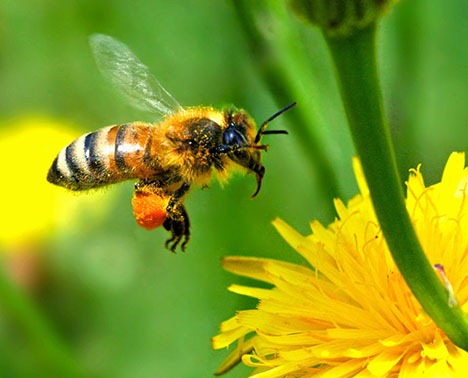 [honeybee3.jpg]