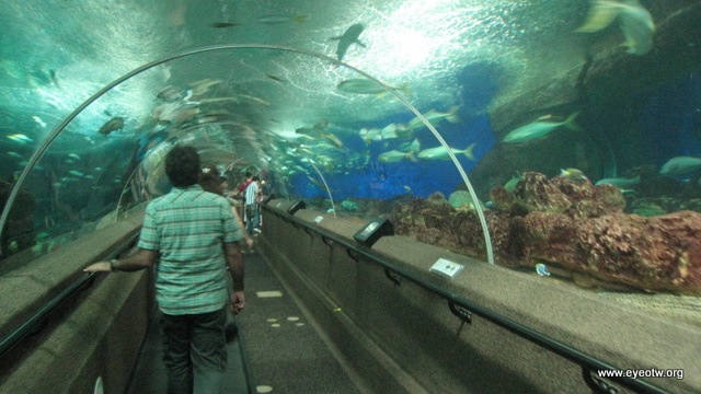 [aquarium walkway[2].jpg]