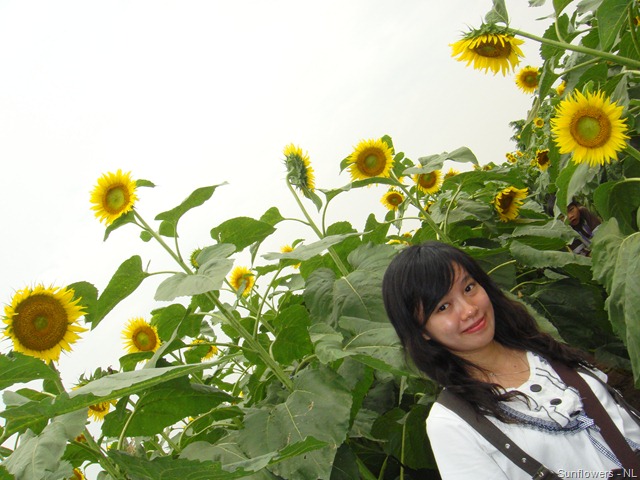 [Sunflower Garden (13)[6].jpg]