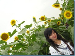 Sunflower Garden (13)